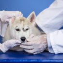 24시 더나은 동물메디컬 센터 이미지