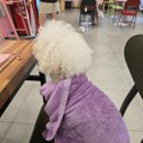 개떼놀이터 남양주 [애견운동장 강아지놀이터 펫 반려견] | [공지] [내돈내산]서울 근교 강아지 운동장, 수영까지 가능한 애견카페 ::남양주 개떼놀이터::