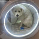 엘시아 애견풀빌라 이미지