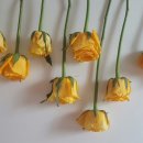 한샘플라워 이미지