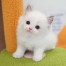 광주강아지분양 고양이분양 미유펫 본점 네이버블로그