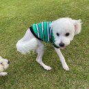 멍석 스크린골프장 | 애견동반 카페댕 갔다가 스크린골프, 야식먹으며 넷플릭스로 마무리