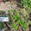 감물초등학교 병설유치원 이미지