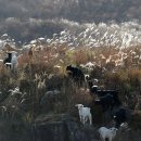 거창목장 이미지