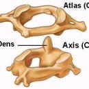 상부경추 C1~ C2 이미지
