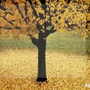 가을에 부르는 노래 - 한국가곡 "그리워" 이미지