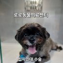 로로동물의료센터 이미지