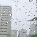 신태향