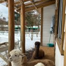 길로목장 | 제주시목장 길감팜랜드 제주조천목장 말 먹이주기체험 후기