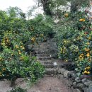 저지차경 이미지