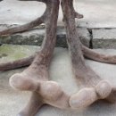 무학사슴농장 이미지