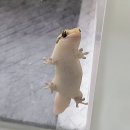 게코쥬