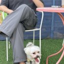 퍼피앤독 이미지