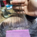 장미 수선 이미지