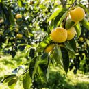 순양농장 이미지