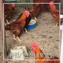 봉동교(용진쪽)(간이화장실) | 직접 토종닭을 잡아 백숙만들어 주시는 용인 숨은맛집 연진네토종닭