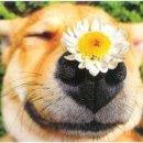 따뜻한 on동물병원 이미지