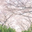 우룡산공원 | 진해 경화역 벚꽃길에서 철길 스냅사진 촬영