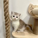 헤어 리리 이미지