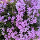 뚜쥬루과자점 이미지