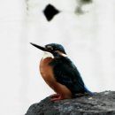 여기우다 이미지