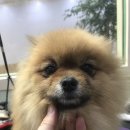 어벤독스 이미지