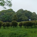 완도 장좌리 당제 및 당굿 이미지