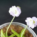 제이드플로라