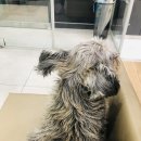 세종다온동물병원 이미지