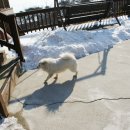 터 애견펜션 이미지