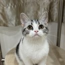 아메숏 캐터리 이미지