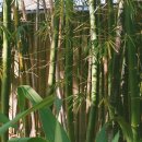 코모레비 이미지