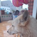 소기왓민박 이미지