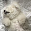 아이러브퍼피 청주점 | 청주 애견카페 아이러브퍼피 / 비 오는 날 강아지 산책