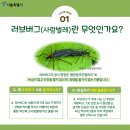 실시간 서울에 어김없이 나타난 벌레.........jpg 이미지