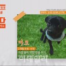 (주)반려애수 이미지