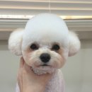 오도르봉 이미지