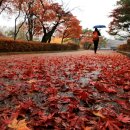 11월 19일(목) 오늘의 포토소식 - 가을 산책 등등 이미지