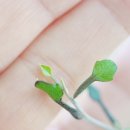 크로키아 이미지