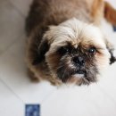 카라동물병원 이미지