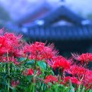 꽃세상 네이버블로그