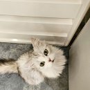 캣카페 낭만고양이 이미지