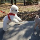 플레이 바우 이미지