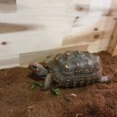 파충류카페 비비안 이미지