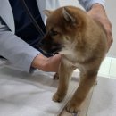 다은동물병원 이미지