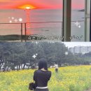 전주소나무뜰펜션 | 속초 고성 2박3일 여행코스 3일차 | 속초아이대관람차, 아바이활어회센터 대게, 노란 금계국