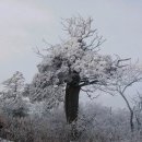 눈꽃회관 | 태백산 문수봉~도래기재