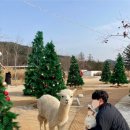 가평 양떼목장 이미지