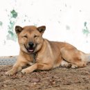 애견코리아 이미지