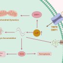 Re: Iron Deposition in Parkinson’s Disease 2024년 이미지